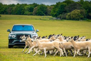 Bentley Goodwoof Goodwood Festival | Fanaticar Magazin