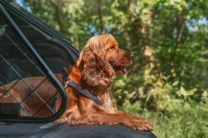 Bentley Bentayga Pet Accessory