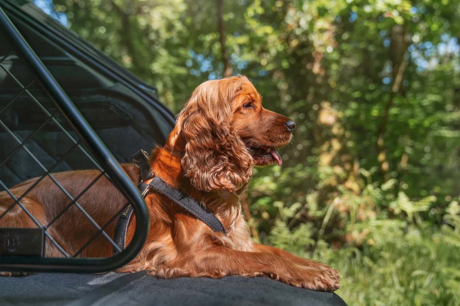 Bentley Bentayga Pet Accessory